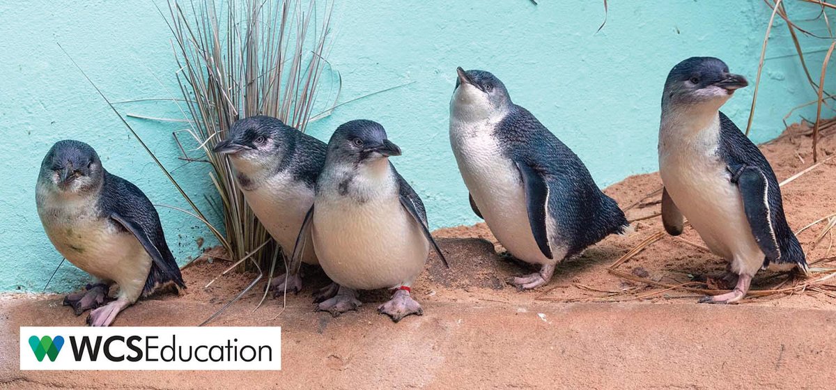 wcseducation's tweet photo. Already Thinking About Summer? Waddle over to our Zoos and Aquarium camps! Summer Camps BACK at all 5 of our parks!
#camps #summercamps #zoocamp #bronxzoo #wcseducation #camp #thingstodowithkids #penguins
https://t.co/h2uMoxbqMQ https://t.co/SfkwGDqDwN