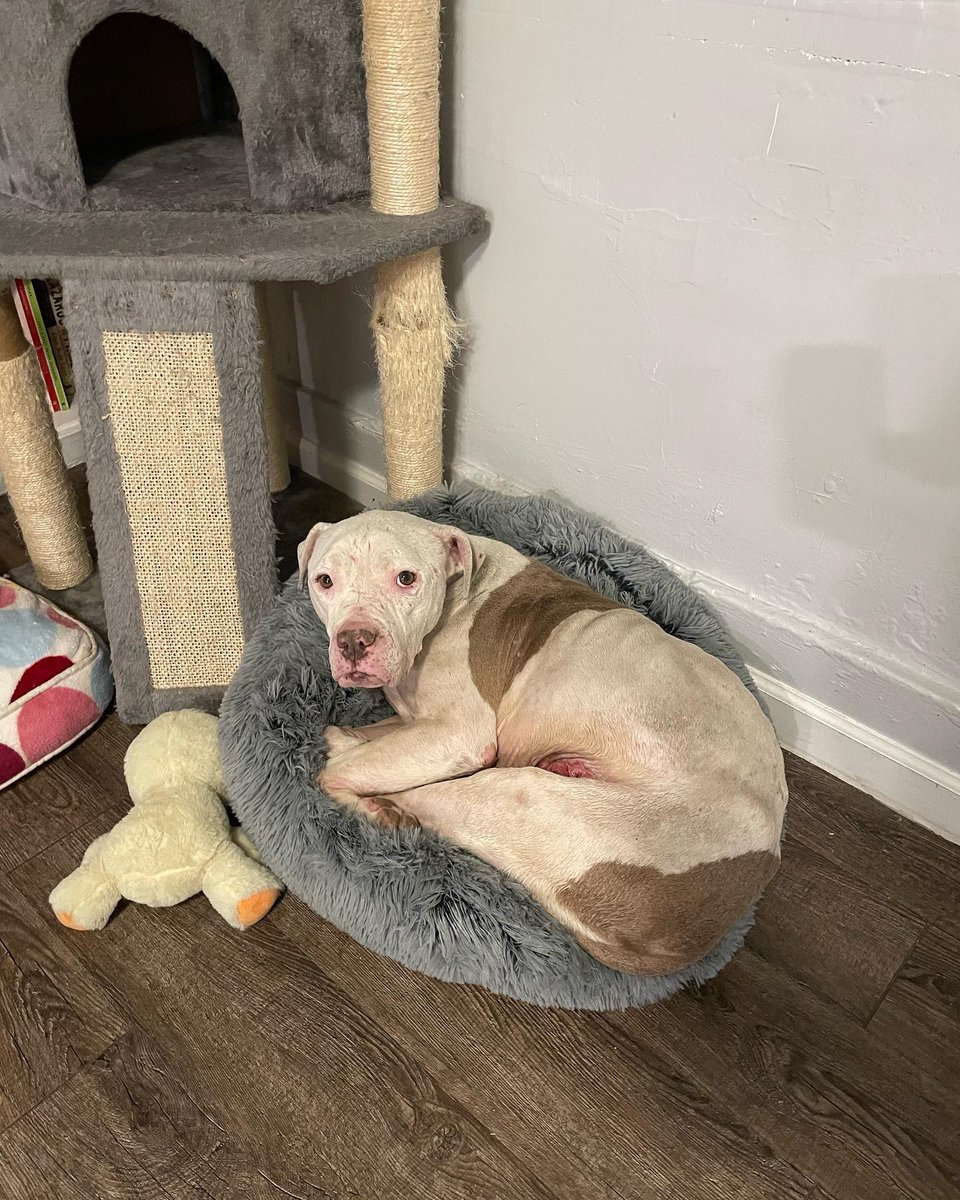 ParkerProjectSF's tweet photo. The love for Bruce has only grown. Now, he's getting the help he deserves. To follow along with his progress and see the other sweet faces that have been helped, find and like us and the pages mentioned on FB &amp; Insta. Our thanks to https://t.co/C1R5fE7Lmt for getting him help ❤️ https://t.co/I7JcLxXpfo