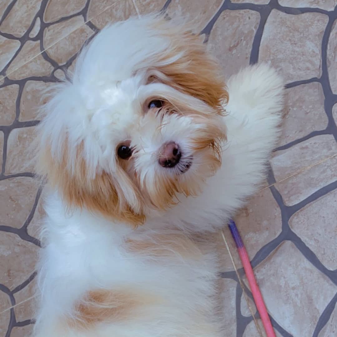 BaMangwevu's tweet photo. @AdamaKanu18 @ZeusUmoh We re trying my chief, I hope 2022 started well with you too. I miss you though, woof! Woof! ๐
#EmmanuelUmoh
#EmmaRose
#ZeusNation https://t.co/LHsoLdcSN1