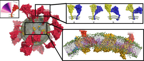 JCIM_JCTC's tweet photo. Supramolecular Organization of #SARSCoV and #SARSCoV2 Virions Revealed by Coarse-Grained Models of Intact Virus Envelopes #molecularmodeling #COVID19 
https://t.co/IlIIkPFDDa   
@ShabeirWang 
#current_issue #compchem https://t.co/0DjavNTlcL
