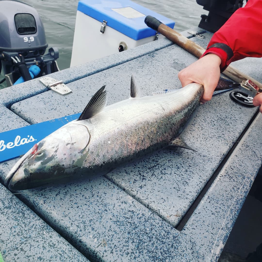 Salmon Charters tweet media