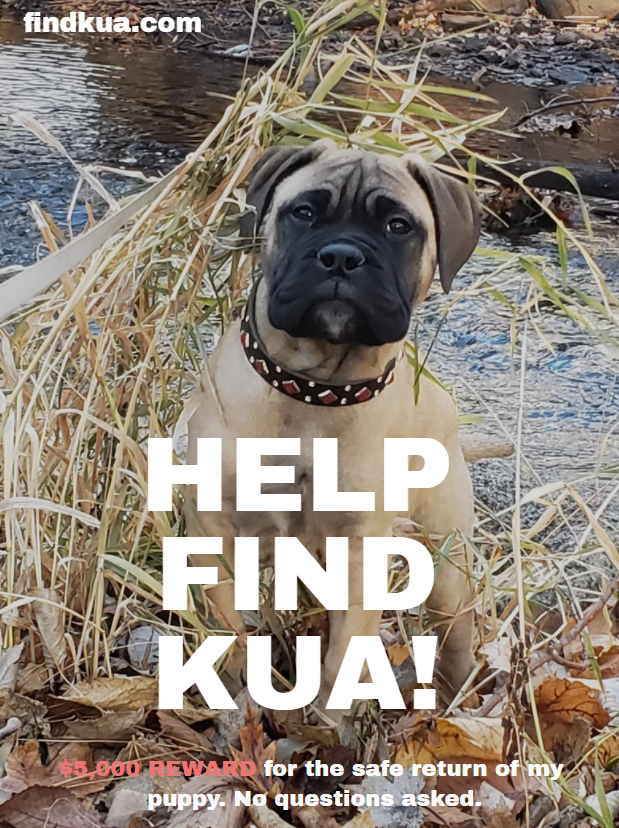 .
Puppy Kua is still missing, three days now. She was inside the owner's vehicle which was stolen in St. Paul.
BOLO for the car and/or Kua.
Blue Audi A6 Wagon (WI License: AMY-3255) taken on Monday, January 17 at about 6 a.m. from James Ave. and Fairview Ave. in St. Paul.
.
