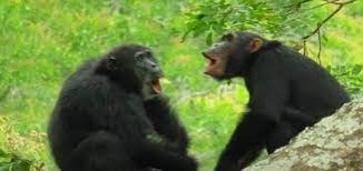 jessistamn's tweet photo. Amazing presentation by Anne-Sophie Crunchant about using passive-acoustic monitoring as a means to detect chimpanzees. I love hearing about these new techniques to aid in conservation work #PrimatesWebinar https://t.co/of8GTFcOrH