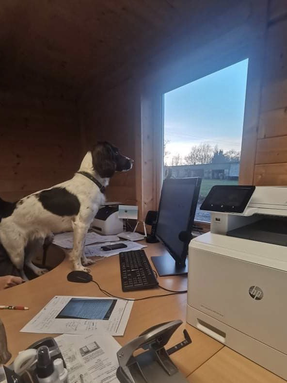 Midland Pest Control’s newest recruit - “Working Springer”, Sky 🥰