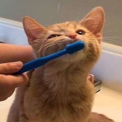 olivia as cats (@ilivkittys) on Twitter photo 