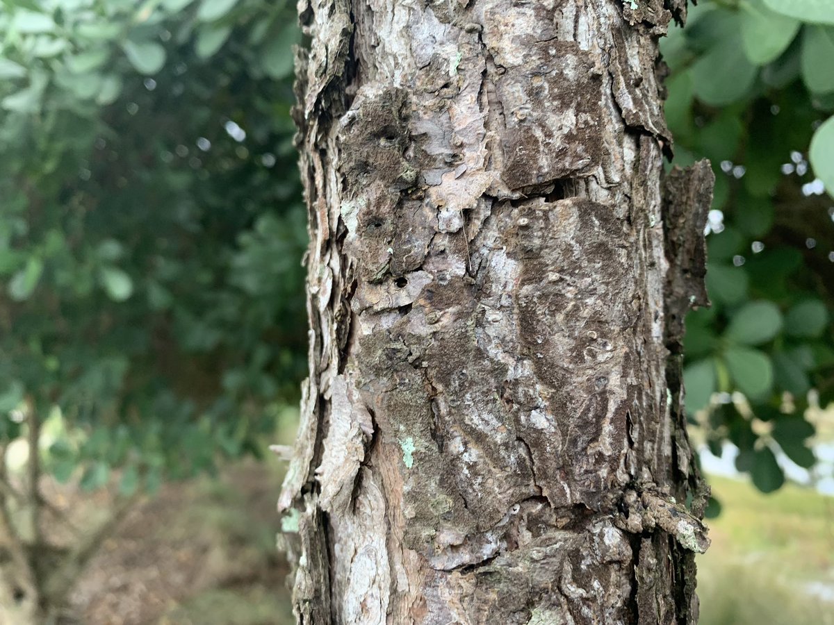 The texture on the trunk of the tree #jrn203choice