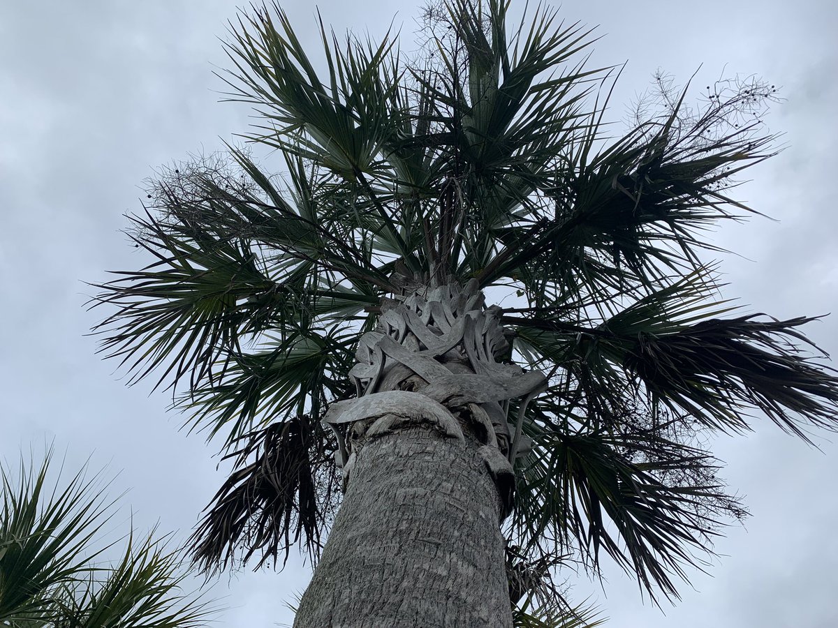 Lost in the tree #jrn203low