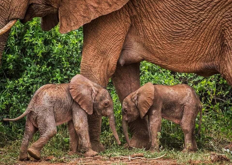 NorthernKe_pics's tweet photo. The birth of an Elephant's twin calves happened in Samburu National Reserve
#MagicalKenya #beauty #BeautifulNorth #conservation #NaturePhotography @NatGeoPhotos @NatGeo https://t.co/K1JvUNsSXG