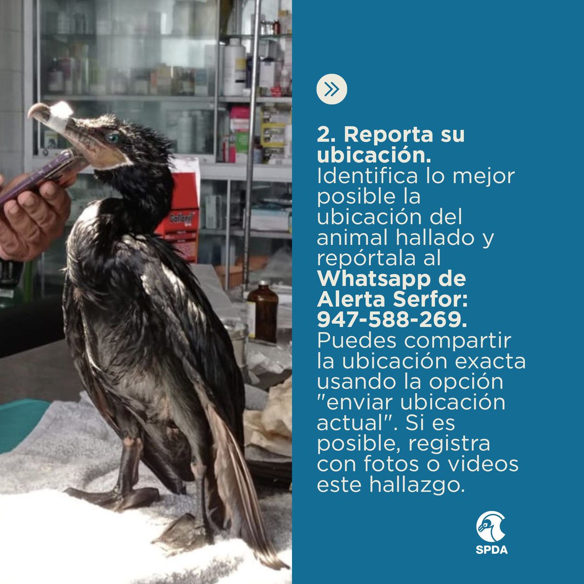 spdaorg's tweet photo. 🚨#DerrameRepsol | #ATENCIÓN | Si ves un animal afectado por el derrame de petróleo en Ventanilla, no lo toques y llama a #AlertaSERFOR. 
▶️ Estos son los pasos que debes seguir para ayudarlo 👇 https://t.co/XKNA49Mizj