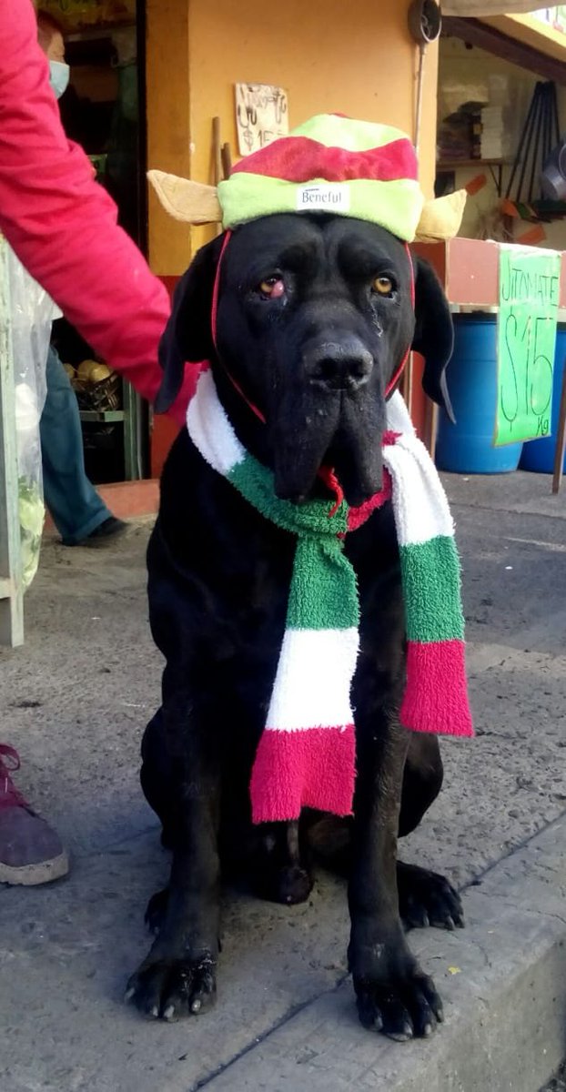 VIBRAmascotas's tweet photo. Nos ayudan a buscar hogar para este grandote? Macho ,11 meses , súper noble! #AdoptaNoCompres https://t.co/wvjxBRIhCR