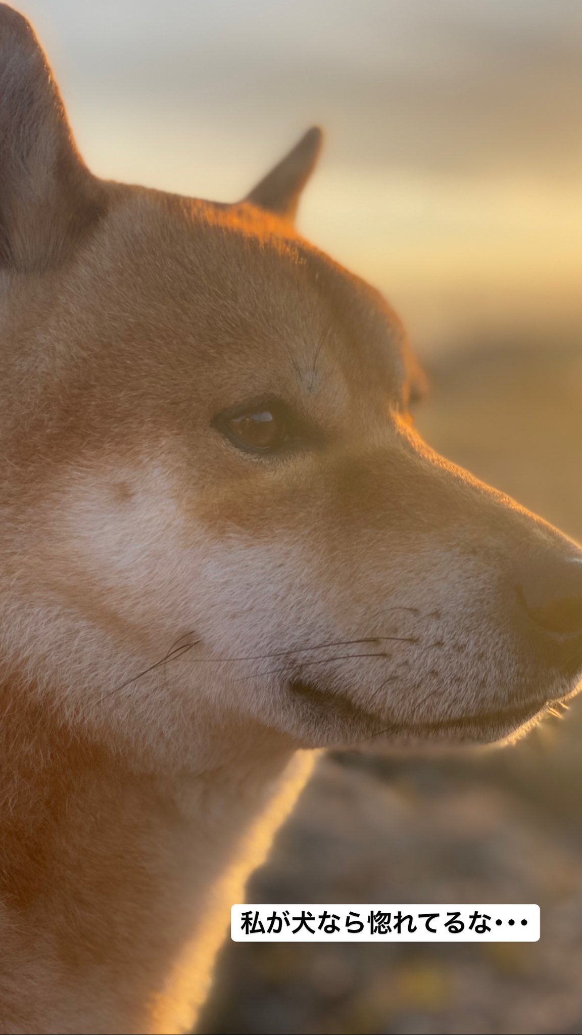 柴犬 はっさく Shibahassaku Twitter