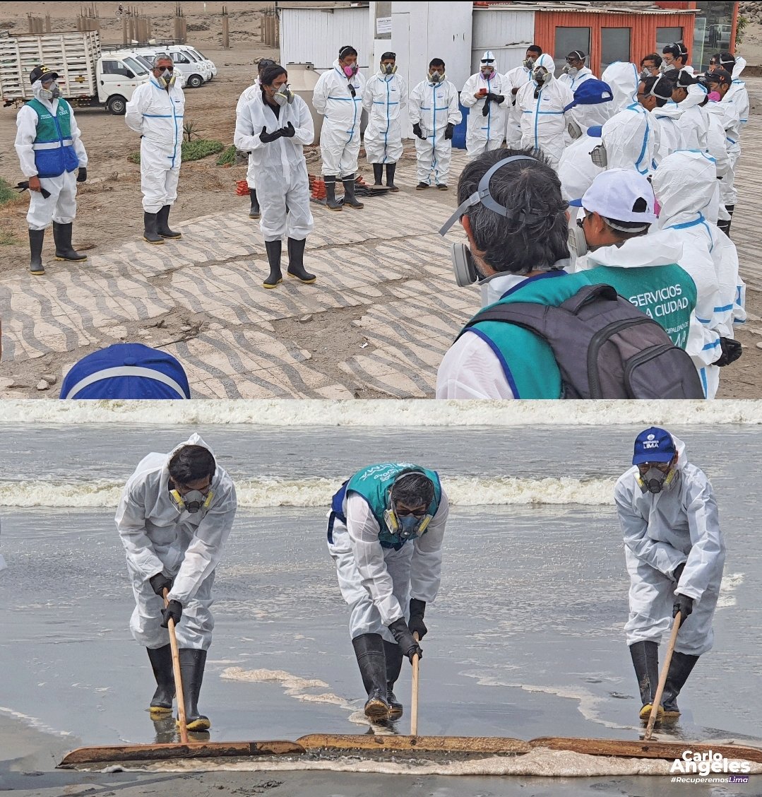 Tras derrame de Repsol, coordinamos y participamos de un operativo de limpieza en Santa Rosa junto a la <a href="/MuniLima/">Municipalidad de Lima</a>, <a href="/ComasMuni/">Municipalidad de Comas</a> y <a href="/MunPuentePiedra/">Muni Puente Piedra</a>

Participaron más de 70 personas y maquinaria pesada, pero hace falta mucho más, sobre todo en el rescate de animales.

Abro hilo 🧵