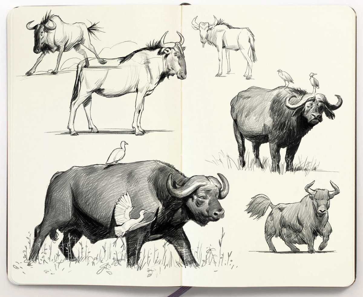 animal sketches I did over a 16 day period 