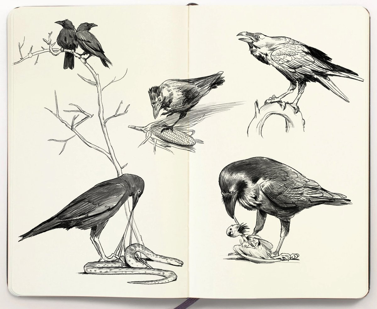 animal sketches I did over a 16 day period 