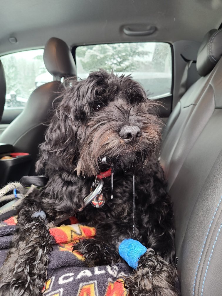 _danaleanne's tweet photo. very sad post surgery puppy to make you giggle if you’re mean like me https://t.co/cOfBNb6DMf