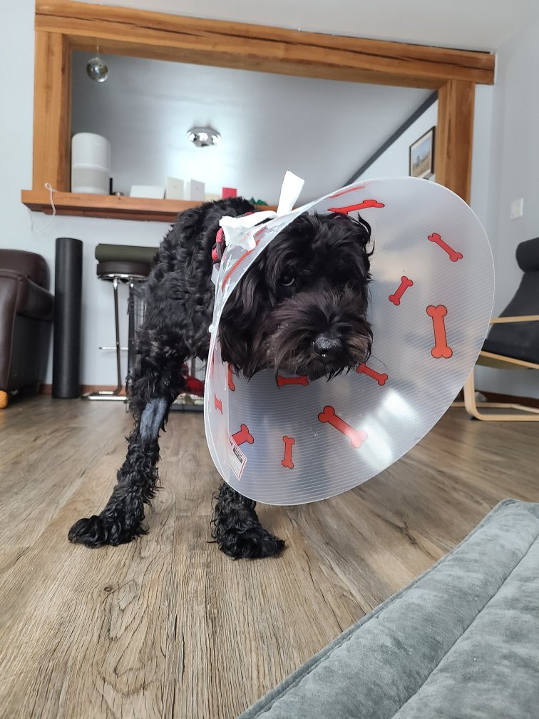 _danaleanne's tweet photo. very sad post surgery puppy to make you giggle if you’re mean like me https://t.co/cOfBNb6DMf