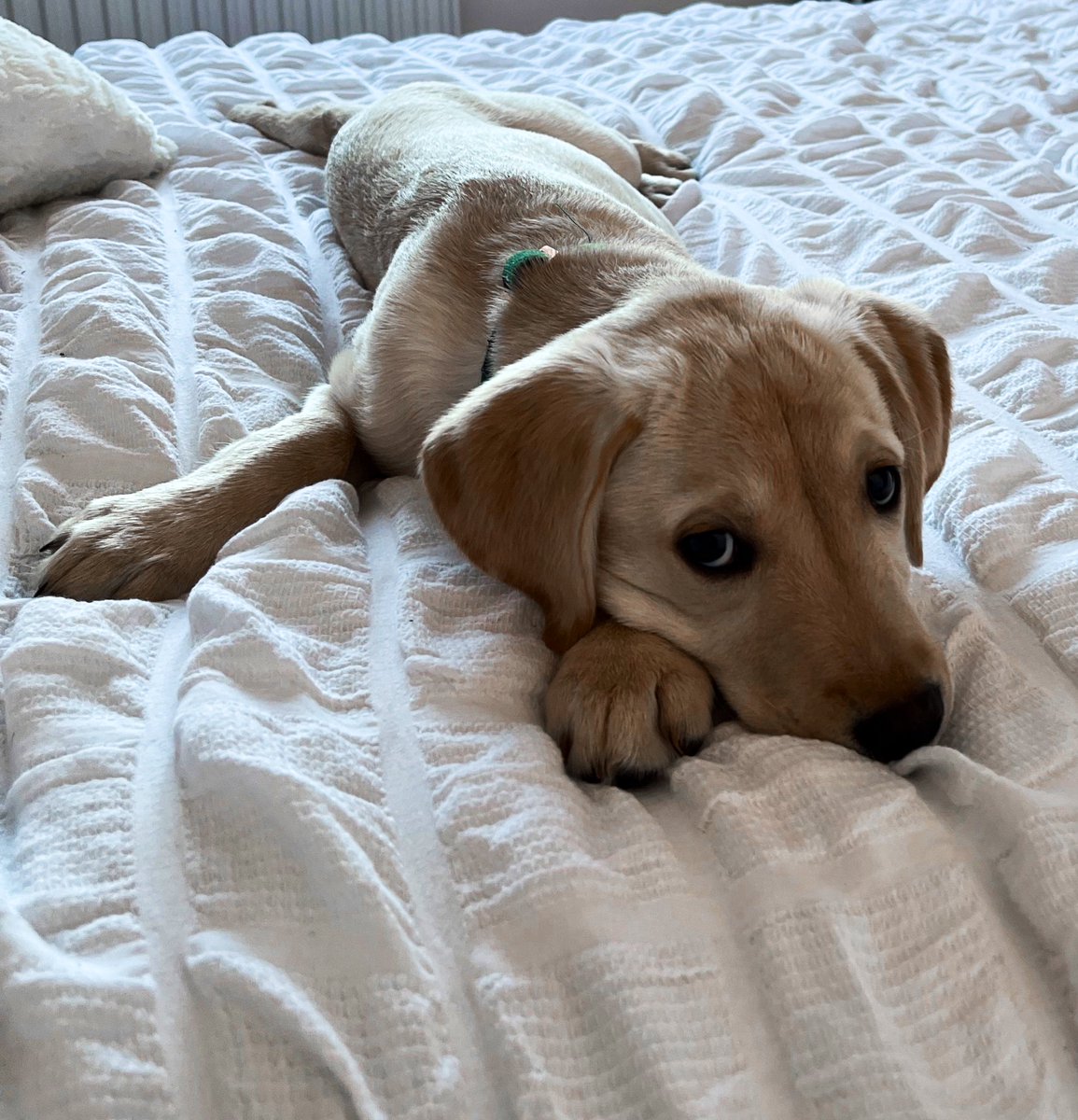 olivethefawnlab's tweet photo. Today was my mummy’s day off so we had a lazy day with lots of cuddles 💕
#DogsofTwittter #dog #Labrador https://t.co/2IrmcBBKWP