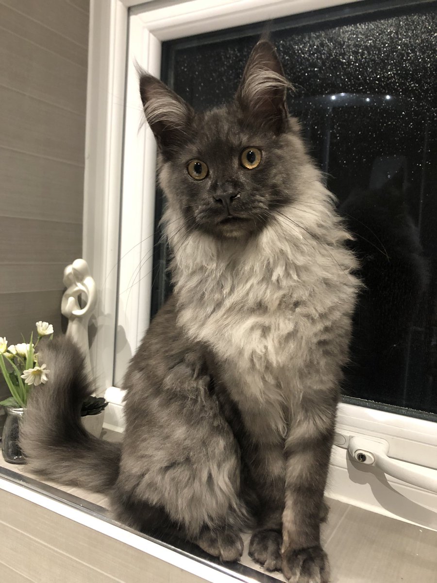 cadshead's tweet photo. Diablo 6 months old (aka) Tiny-boy 🐾💙🐾💙 https://t.co/RIgkRudWcT