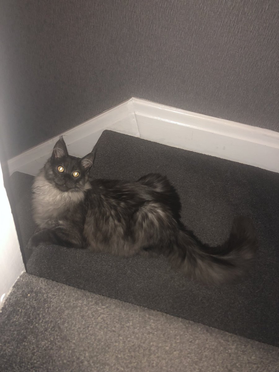 cadshead's tweet photo. Diablo 6 months old (aka) Tiny-boy 🐾💙🐾💙 https://t.co/RIgkRudWcT