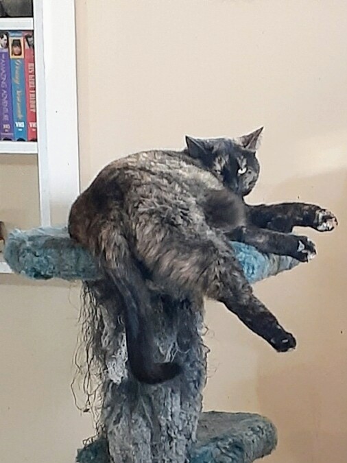 CBARescue's tweet photo. Here's #RescueCat Poppy just hanging out on her cat tree. Must resist the urge to tickle those dangling toe beans ๐พ #ThursdayChill https://t.co/Vltl4yO2ve