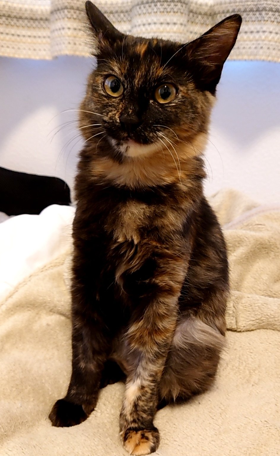 秋 年末に家族の一員になったサビ子猫の風ちゃん サビ猫不人気と聞くけど 可愛いと思うんだけどなぁ W サビ猫 べっ甲猫 綺麗 可愛い 風ちゃん Tortoiseshellcat T Co Ygdv46uvzc Twitter