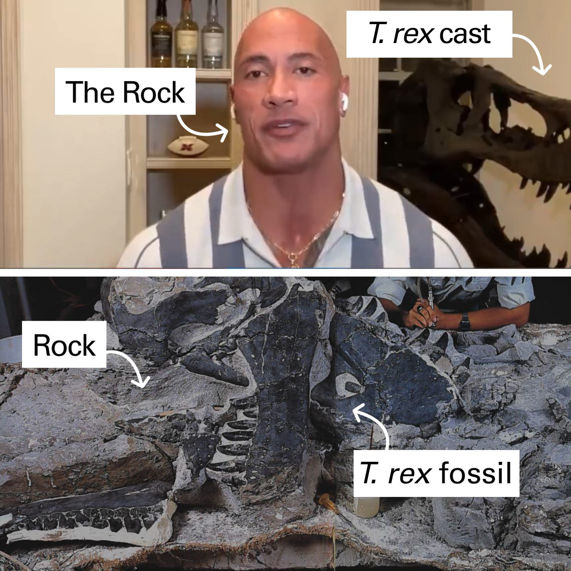 “My love, respect, fascination and curiosity for paleontological &amp; archeological science runs deep – and if I was the proud owner of the real Stan… I’d keep him in a museum, so the world could enjoy, study and learn from him.” –  <a href="/TheRock/">Dwayne Johnson</a> 🙌👍👏