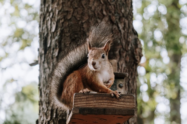 aTrapPro1's tweet photo. "From the receptionist to the techs, everyone I dealt with from Trappro was friendly, extremely knowledgeable, caring toward the #animals &amp; myself. They removed a mama #squirrel and her juvenile from my kitchen vent and took great care not to hurt them."
- S.V in Burtonsville, MD https://t.co/SwSe4FOCqU