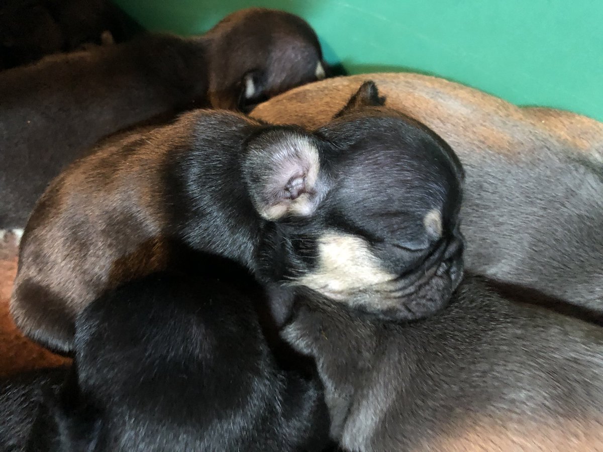 BaysideFrenchie's tweet photo. Bella’s litter of 7, day 25 💪❤️ #puppies #DogsofTwittter #frenchies #frenchbulldog #puppylove #frenchielife https://t.co/1gk7uAKeno