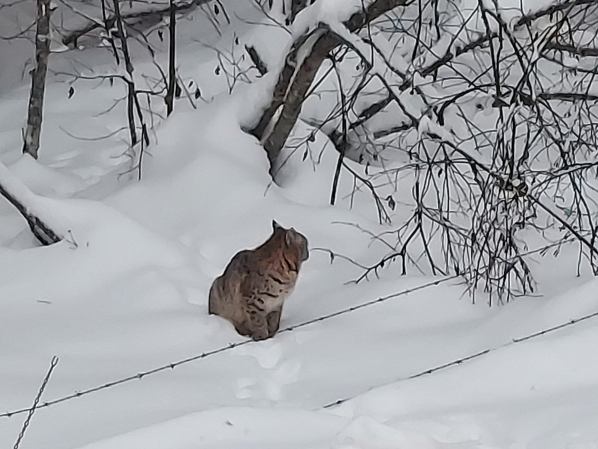 WSDOT_East's tweet photo. Our crew from Colville was greeted by this bobcat today along SR 20 near the Beaver Lodge west of Tiger. Plow made a few passes through the area and the bobcat sat and watched (although at times uninterested). Crew hopped out on the final pass and grabbed a few pictures to share. https://t.co/OmtOLjFfXv