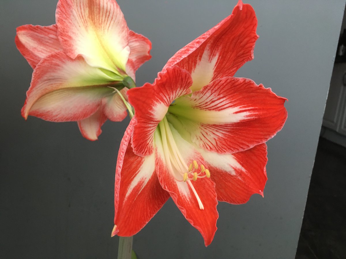 had_sue's tweet photo. @christinedemar This was mine last year, doesn’t flower until July. Have no idea what it is, as it was my Mums plant before she died. It’s so beautiful. https://t.co/Z6nZxsuzU7