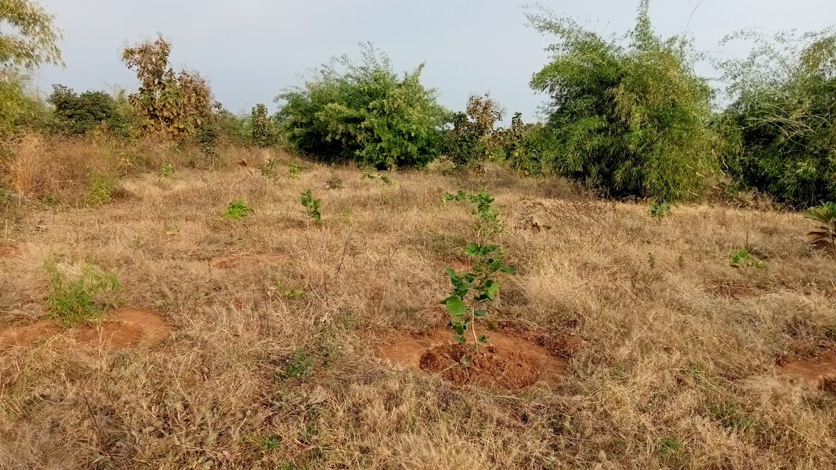 Maheshbhai shankarbhai patel tweet media