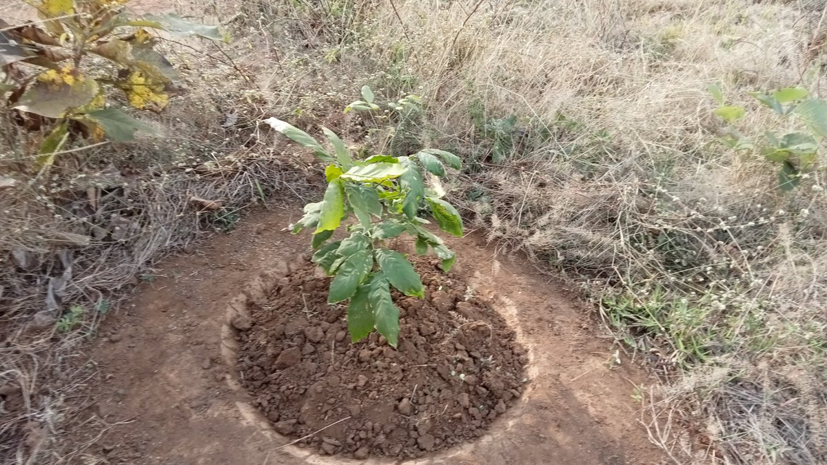 Maheshbhai shankarbhai patel tweet media