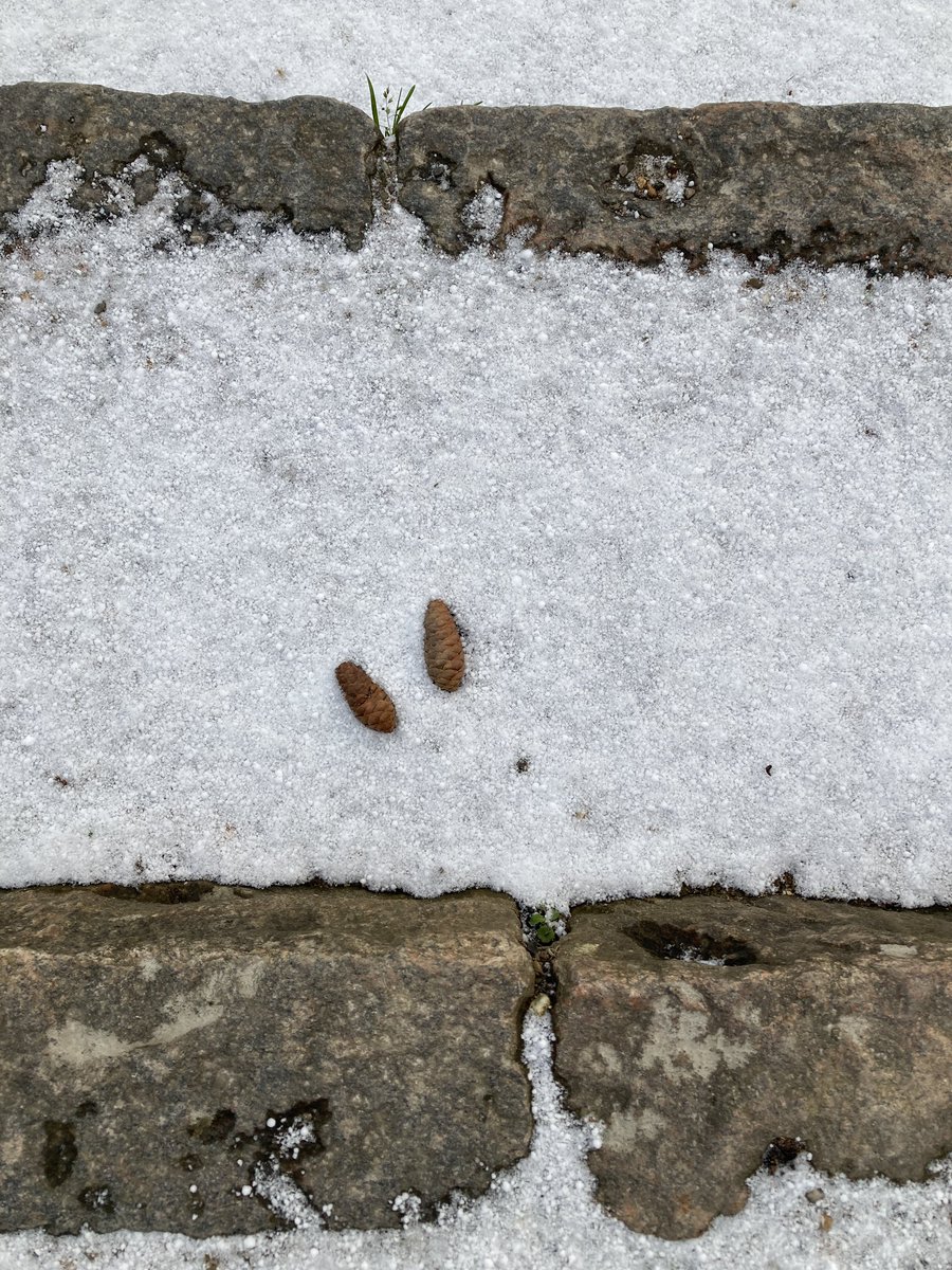 Botanical garden in the thin snow