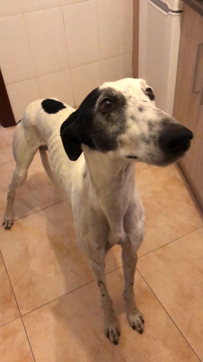 ASiempreFiel's tweet photo. 🏠EL MARAVILLOSO KITO BUSCA UNA FAMILIA PARA SIEMPRE🏠 ¿Le echas una patita? 

KITO es uno de los nuevos integrantes de nuestra familia peluda🐶  y es un galgo....ESPECTACULAR , a nosotras nos ha robado el ❤️ https://t.co/03QsJAM8ue