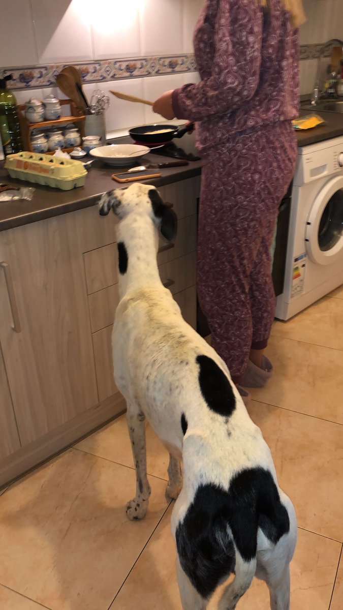 ASiempreFiel's tweet photo. 🏠EL MARAVILLOSO KITO BUSCA UNA FAMILIA PARA SIEMPRE🏠 ¿Le echas una patita? 

KITO es uno de los nuevos integrantes de nuestra familia peluda🐶  y es un galgo....ESPECTACULAR , a nosotras nos ha robado el ❤️ https://t.co/03QsJAM8ue