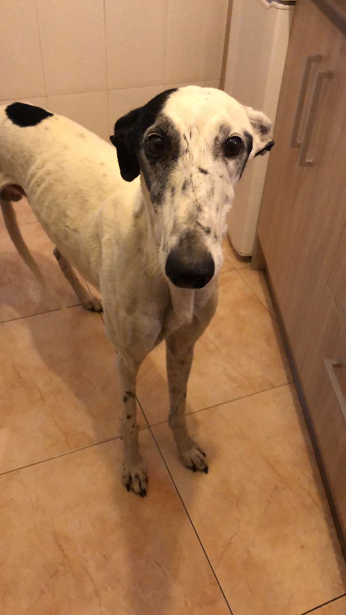 ASiempreFiel's tweet photo. 🏠EL MARAVILLOSO KITO BUSCA UNA FAMILIA PARA SIEMPRE🏠 ¿Le echas una patita? 

KITO es uno de los nuevos integrantes de nuestra familia peluda🐶  y es un galgo....ESPECTACULAR , a nosotras nos ha robado el ❤️ https://t.co/03QsJAM8ue