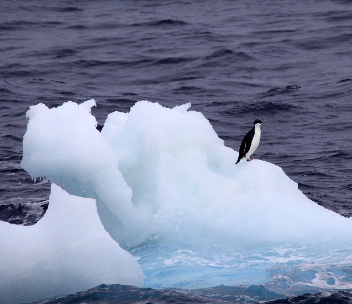 JRSO_IODP's tweet photo. It's #PenguinAwarenessDay. 🐧 Here are a few seen from @TheJR on #Exp318, #Exp374, and #Exp382. @NSF #JRSO #IODP #NSFfunded #Antarctica https://t.co/krTgjQhKCB