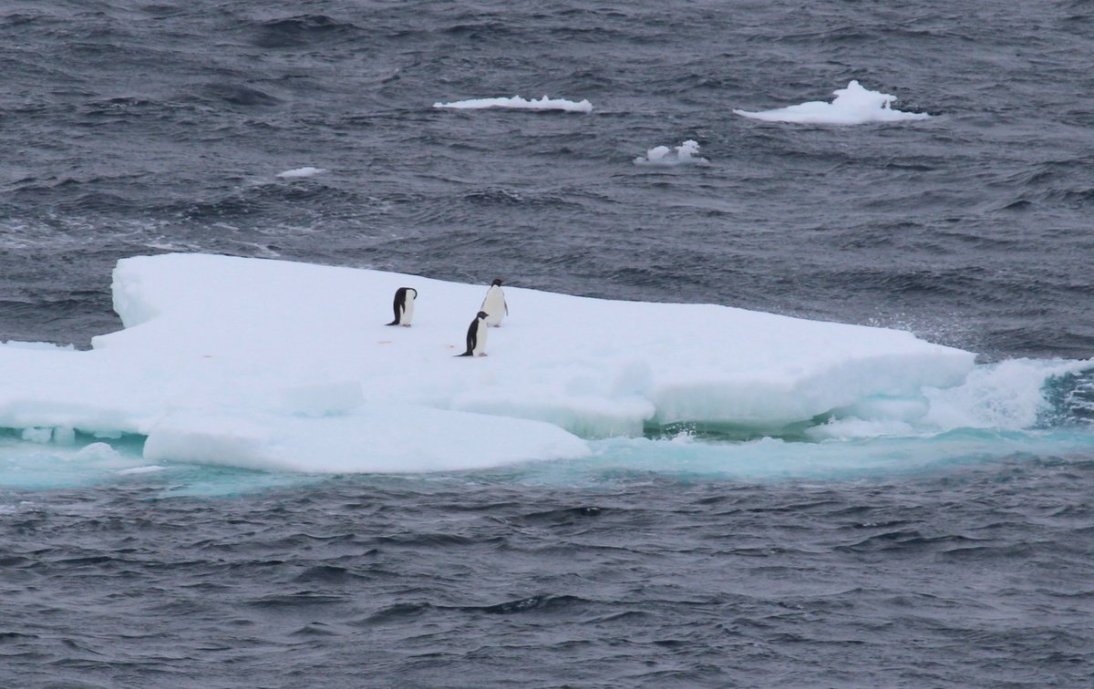 JRSO_IODP's tweet photo. It's #PenguinAwarenessDay. 🐧 Here are a few seen from @TheJR on #Exp318, #Exp374, and #Exp382. @NSF #JRSO #IODP #NSFfunded #Antarctica https://t.co/krTgjQhKCB