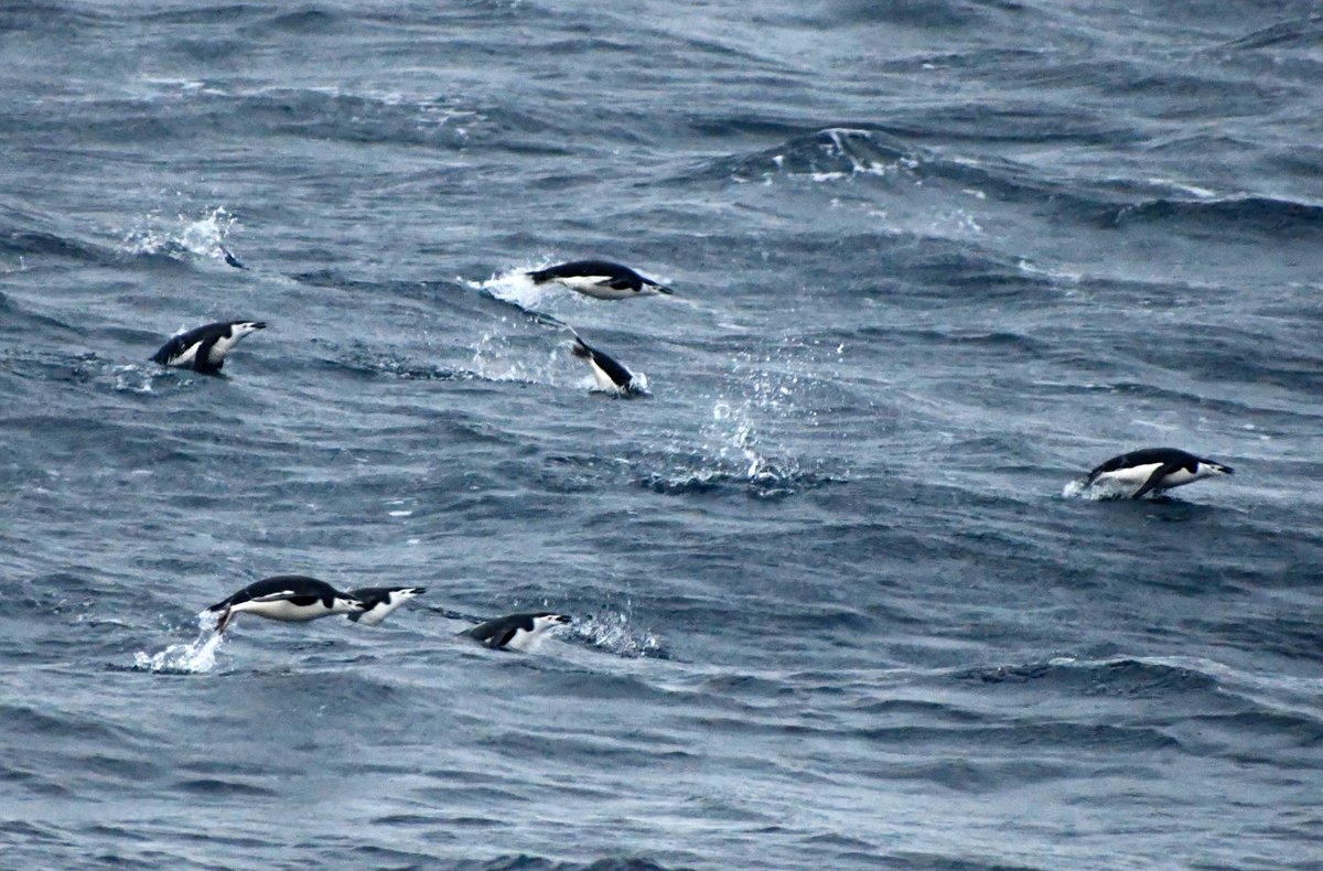 JRSO_IODP's tweet photo. It's #PenguinAwarenessDay. 🐧 Here are a few seen from @TheJR on #Exp318, #Exp374, and #Exp382. @NSF #JRSO #IODP #NSFfunded #Antarctica https://t.co/krTgjQhKCB