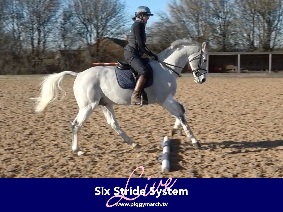 'Seeing a stride' I think must be one of the most common problems people face. This system is something I learnt over 20 years ago now and has been a fundamental part of my jumping riding ever since.🙈➡️😁

🌟➡️ piggymarch.tv ⬅️🌟

#TrainWithPiggy