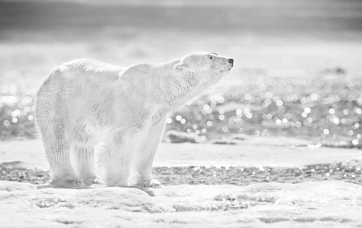 Emperor of The North ⁣ This is a celebration of the glory of planet earth and the polar bear’s position at its summit. He is the Emperor of the North and the star of this image. I was just a bystander with a decent camera.