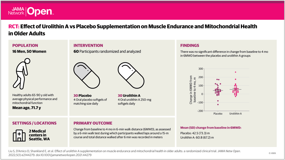 Randomized trial finds the gut microbiome metabolite urolithin A enhanced muscle endurance and improved mitochondrial health in older adults. Study highlights potential role of mitophagy activation to improve muscle health. ja.ma/3IrfIhn