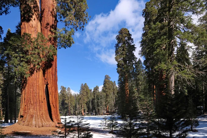 Giant, reddish-barked conifers line a snow-covered meadow under a blue sky.