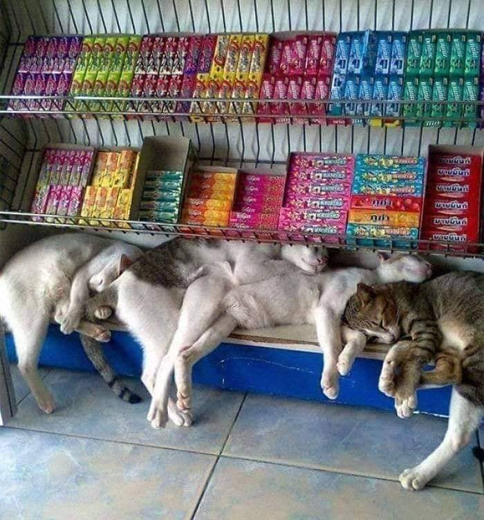 CatWorkers's tweet photo. https://t.co/rk4fzr6NP1