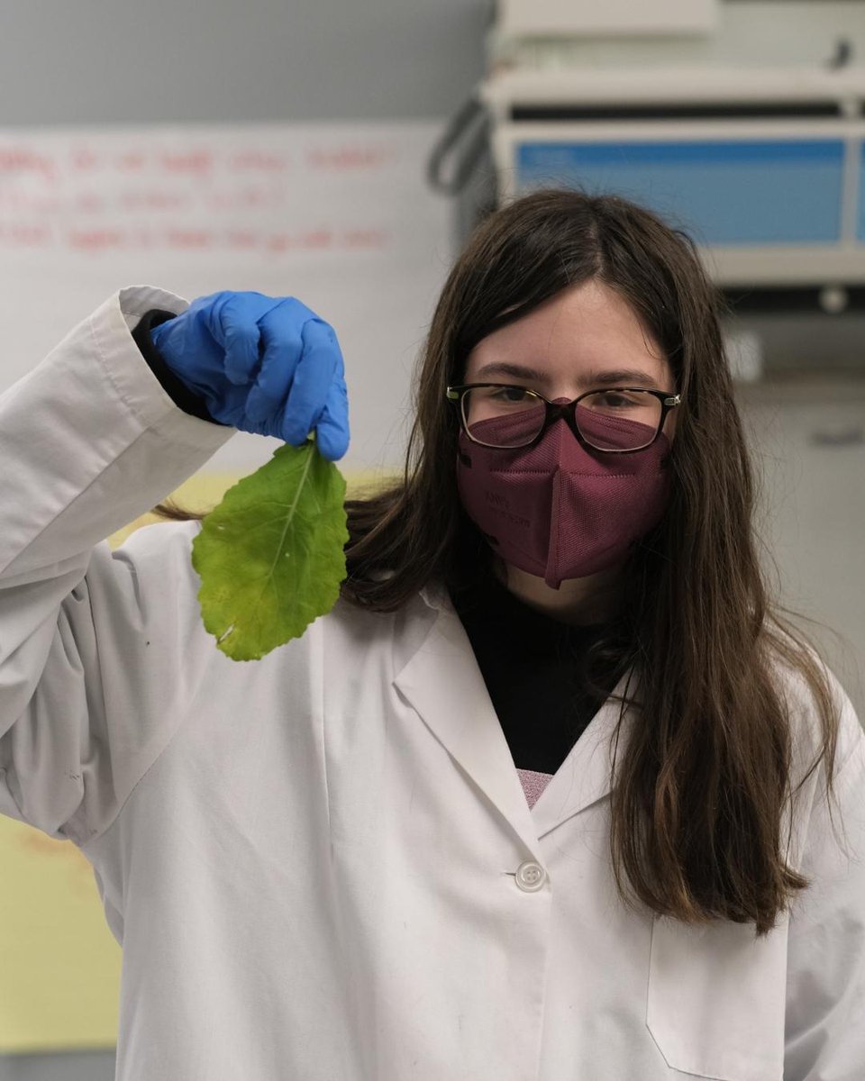 MIS_ATL's tweet photo. Did you know that chlorophyll often hides other pigments present in leaves?

Today, Ms. Lisa’s middle school science class engaged in chromatography to separate the other pigments of lettuce, arugula, and spinach!
#giftededucation
#goLynx
#chlorophyll #chromatograhy #sciencerules https://t.co/wTbQYGz6bd