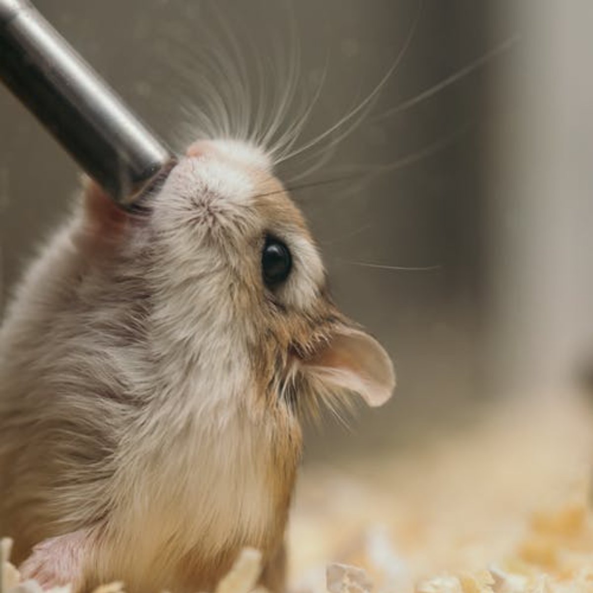 Does your hamster need a friend?