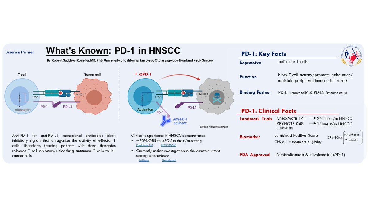 The AHNS Basic Science and Translational Committee is pleased to present the following infographic on PD1 in HNSCC!

Relevant Links:
1. ow.ly/IuhI50Hzbnt
2. ow.ly/CTUU50Hzbnq
3. ow.ly/XfTY50Hzbnr
4. ow.ly/IlQz50Hzbns

#AHNSScience