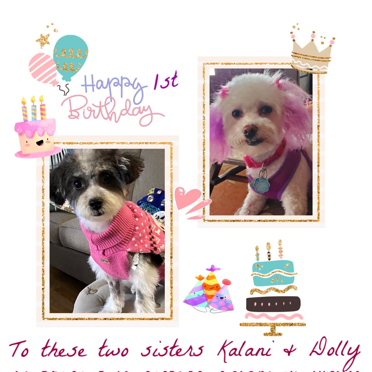 CarolcatAnn's tweet photo. Happy Birthday to litter mates Dolly &amp; Kalani! 🎂 https://t.co/NeaajlDcj4