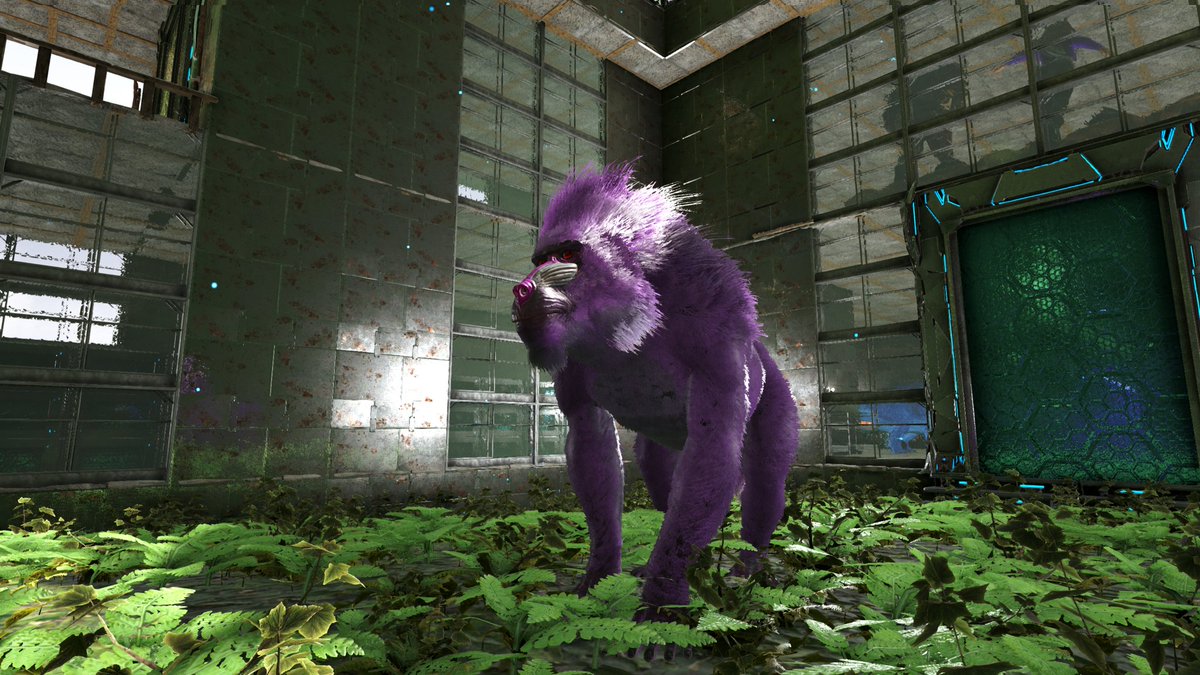 _CVArk's tweet photo. If you've not grabbed a 10x Dinopithecus from our CV dino-packs then you're bananas!
(This beauty belongs to @KSIKitkat8697)
Join our discord and come play Ark: Survival Evolved with us! Link in bio or DM for an invite!
#cvark #dino #arksurvivalevolved #discord #nitrado https://t.co/mXq7iYgf7n