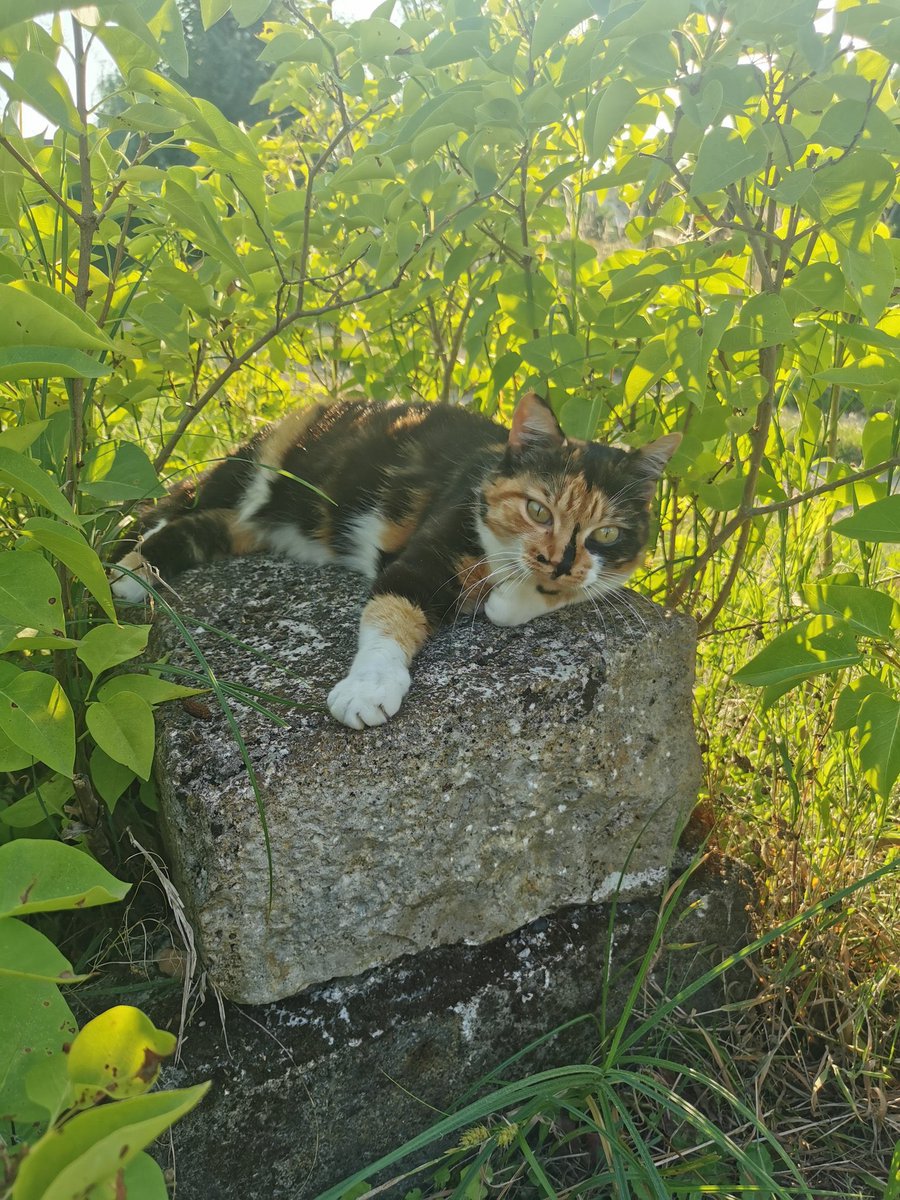 send your pet tweet media